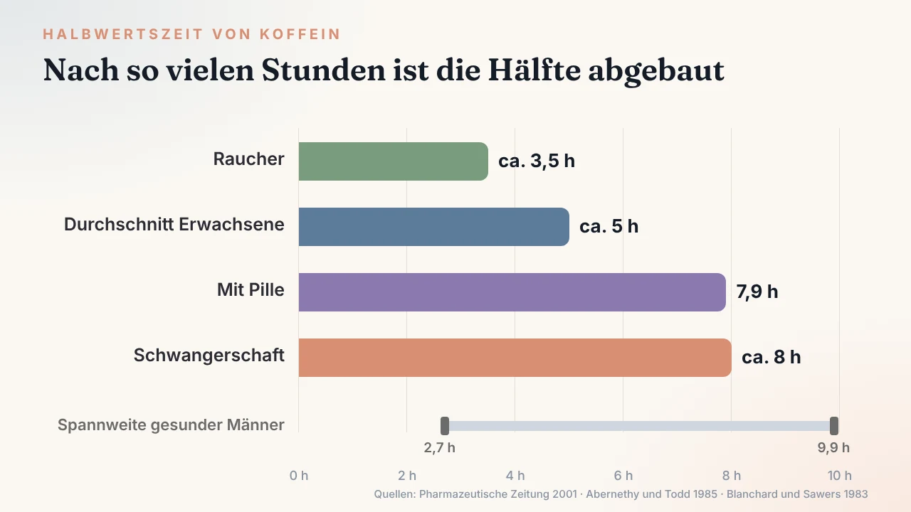Halbwertszeit von Koffein im Vergleich: Raucher, Durchschnitt, Pille und Schwangerschaft