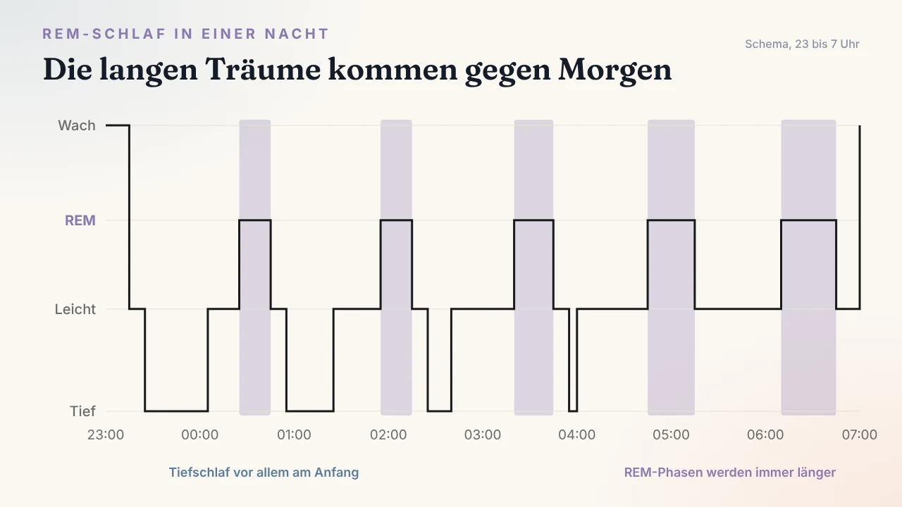 REM-Schlaf in der Nacht: Schlafzyklen mit immer längeren Traumphasen gegen Morgen